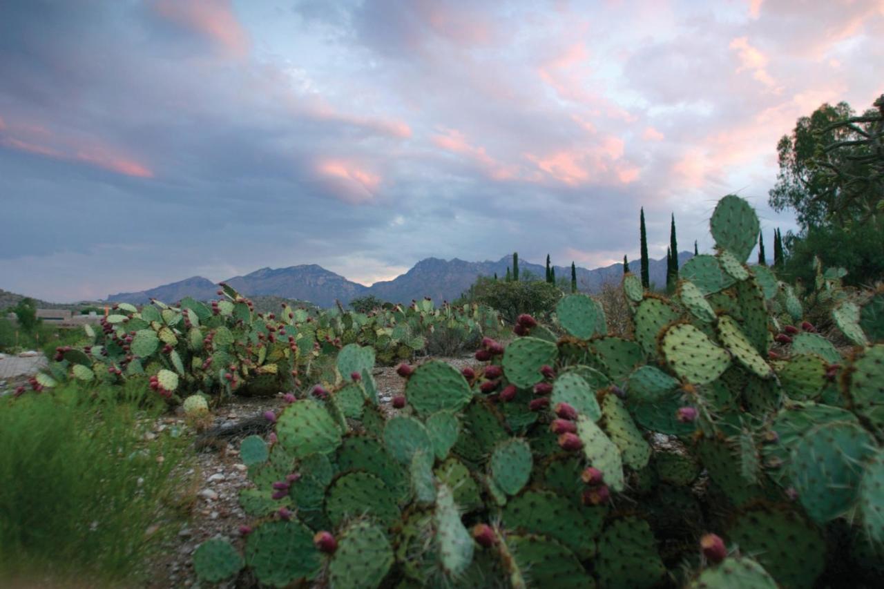 Canyon Ranch Tucson Mount Lemmont Zewnętrze zdjęcie